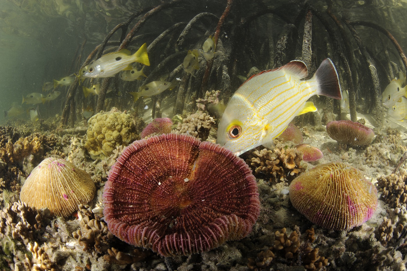 Lutjanus fulvus et Lutjanus ehrenbergii dans un bras de mangrove